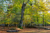 Autumn forest