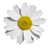 White flower