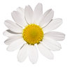 White flower