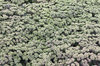 White flower buds