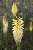 Kniphofia flowers