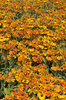 Orange coneflowers