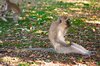 Vervet Monkey