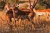 Impala Harem