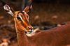 Impala Female