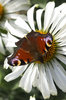 Butterfly on a flower