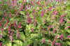 Pink Polygonum flowers