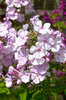 Phlox flowers