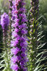 Liatris flowers