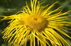 Mop-head flower