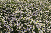 Pale pink flowers