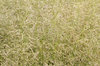 Ornamental grass texture