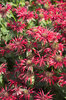 Red Monarda flowers