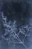 Floral Texture 2
