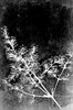 Floral Texture 5