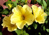 Sun-filled petunias