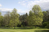 Green parkland 2