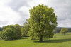 Green parkland