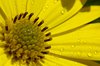 Raindrops on a margerit