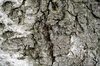 Wood Bark Texture