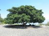 large tree