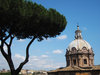 Tree in Rome