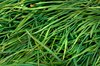 Grass Texture - HDR