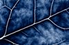 Blue Crucifer Abstract