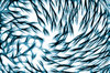Blue Vortex Abstract Texture