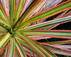 colour blades1