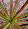 colour blades2