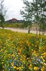 Wild flowers