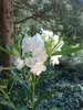 oleander