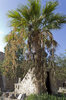 Palm tree