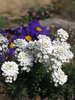 spring flowers