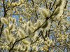 Easter  / Spring