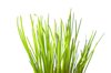 Grass