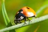 Ladybird