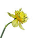 daffodil on white
