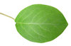 Green leaf