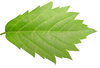Green leaf