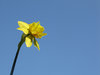 daffodil on blue