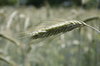 Grain crops