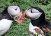 puffin 3