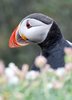 Puffin 1
