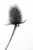 Teasel, fractal sketch