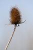 Teasel