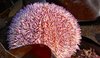 Sea urchin