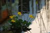 marsh marigolds