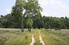 unpaved road through the heath